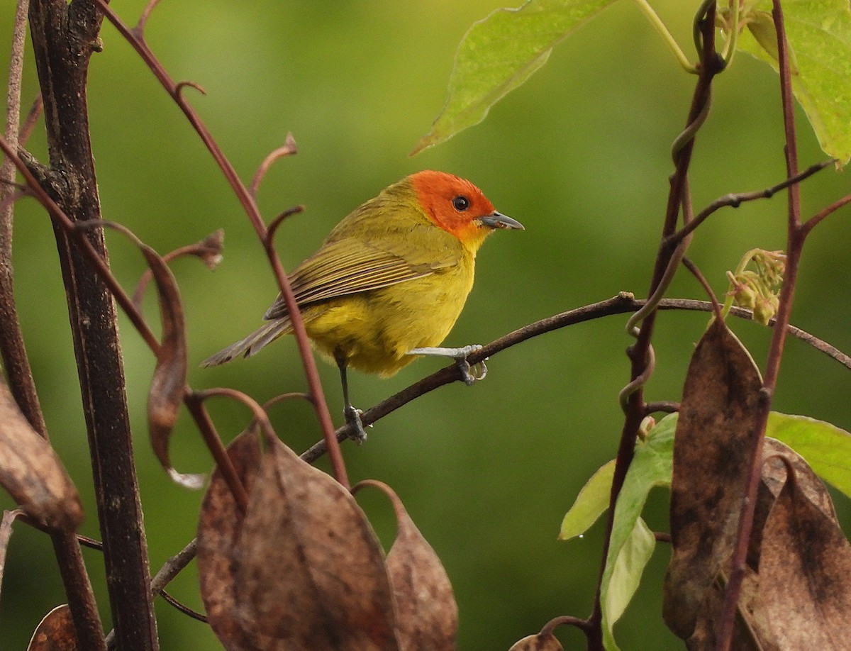 Tangara à ventre jaune - ML649222239