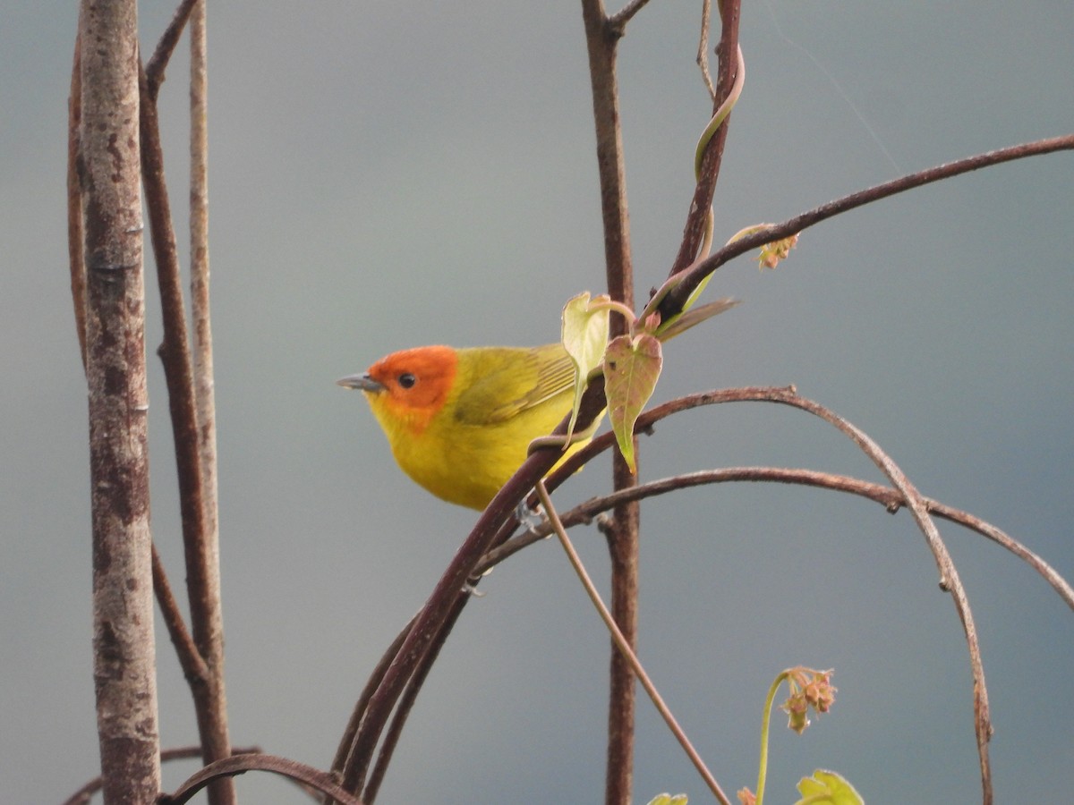 Tangara à ventre jaune - ML649222240