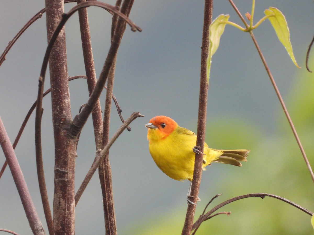 Tangara à ventre jaune - ML649222242