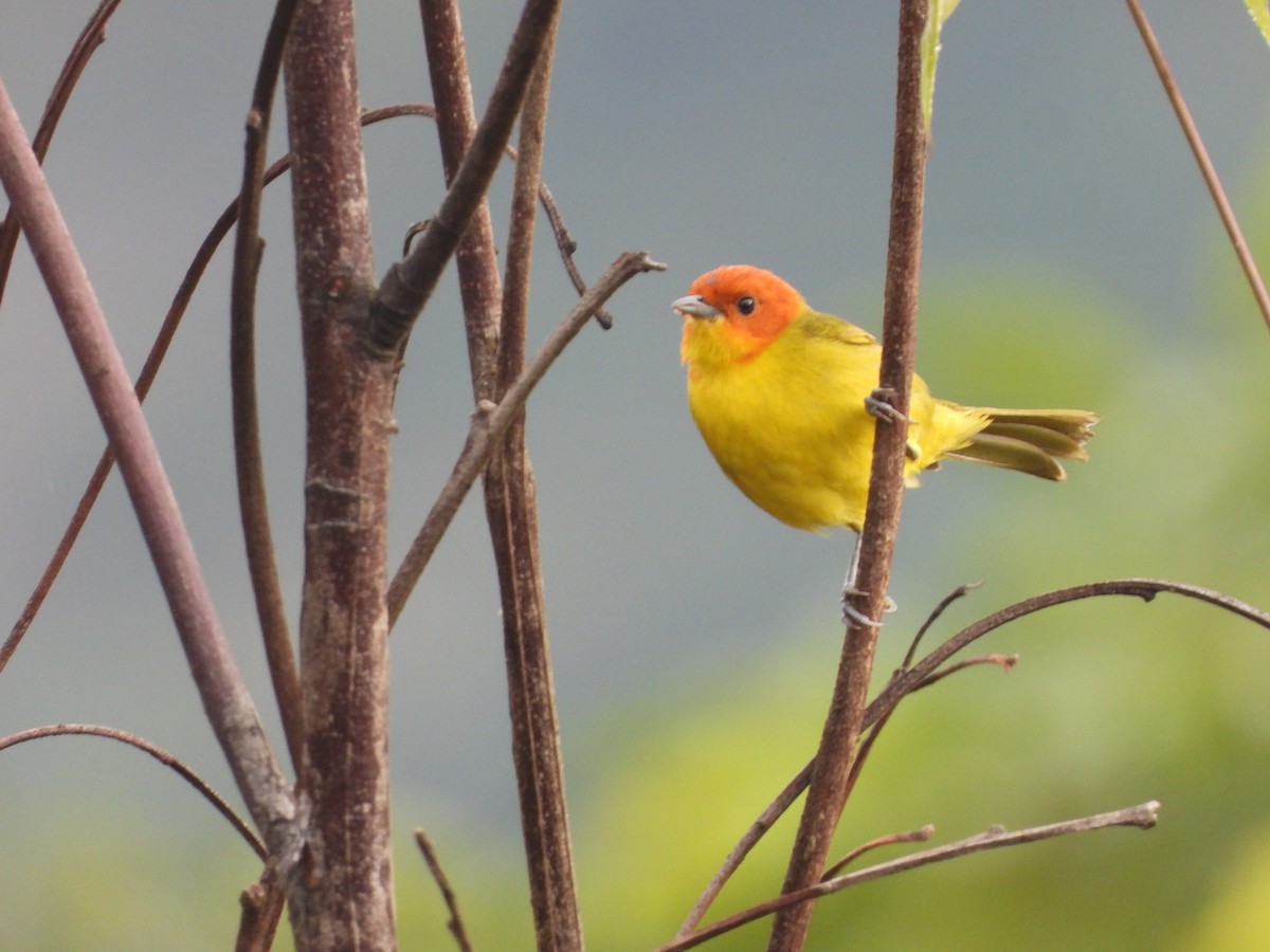 Tangara à ventre jaune - ML649222243
