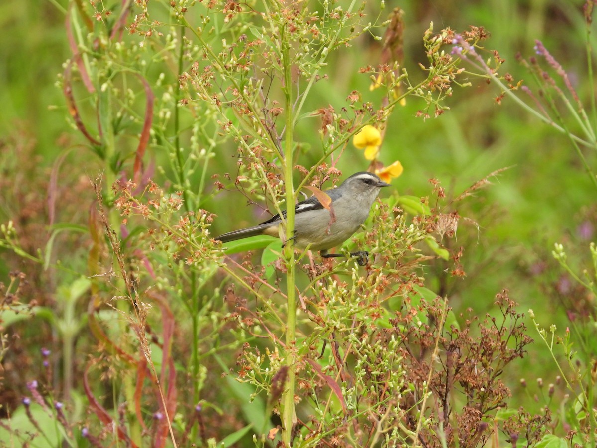 Conirostre cendré - ML649222262