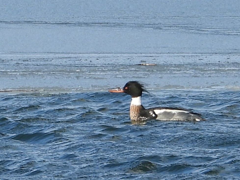 Red-breasted Merganser - ML649222606