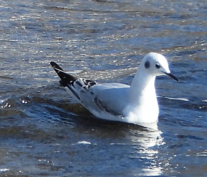 Bonaparte's Gull - ML649222615