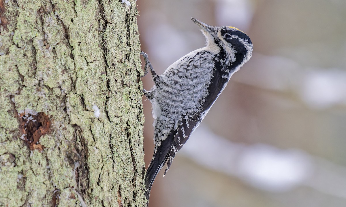 Pico Tridáctilo Euroasiático - ML649222637