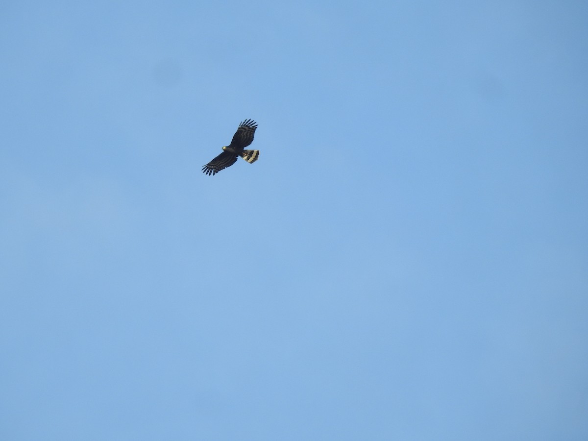 Hook-billed Kite - ML649222743