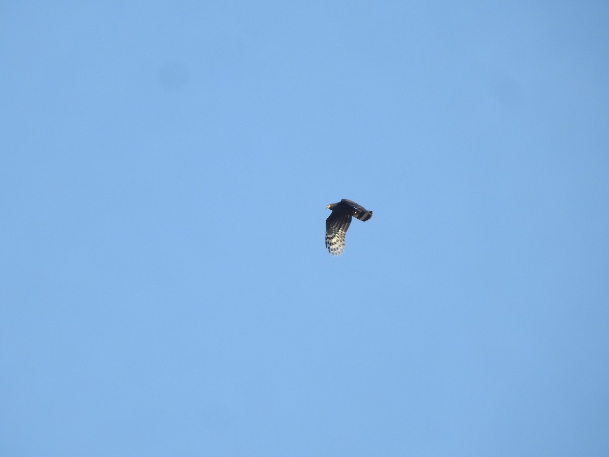 Hook-billed Kite - ML649222745