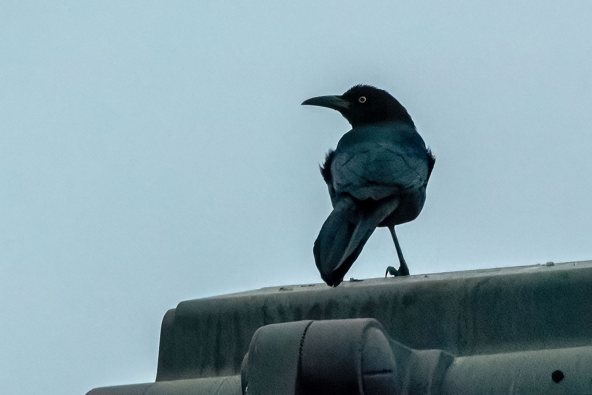 Great-tailed Grackle - ML649222804