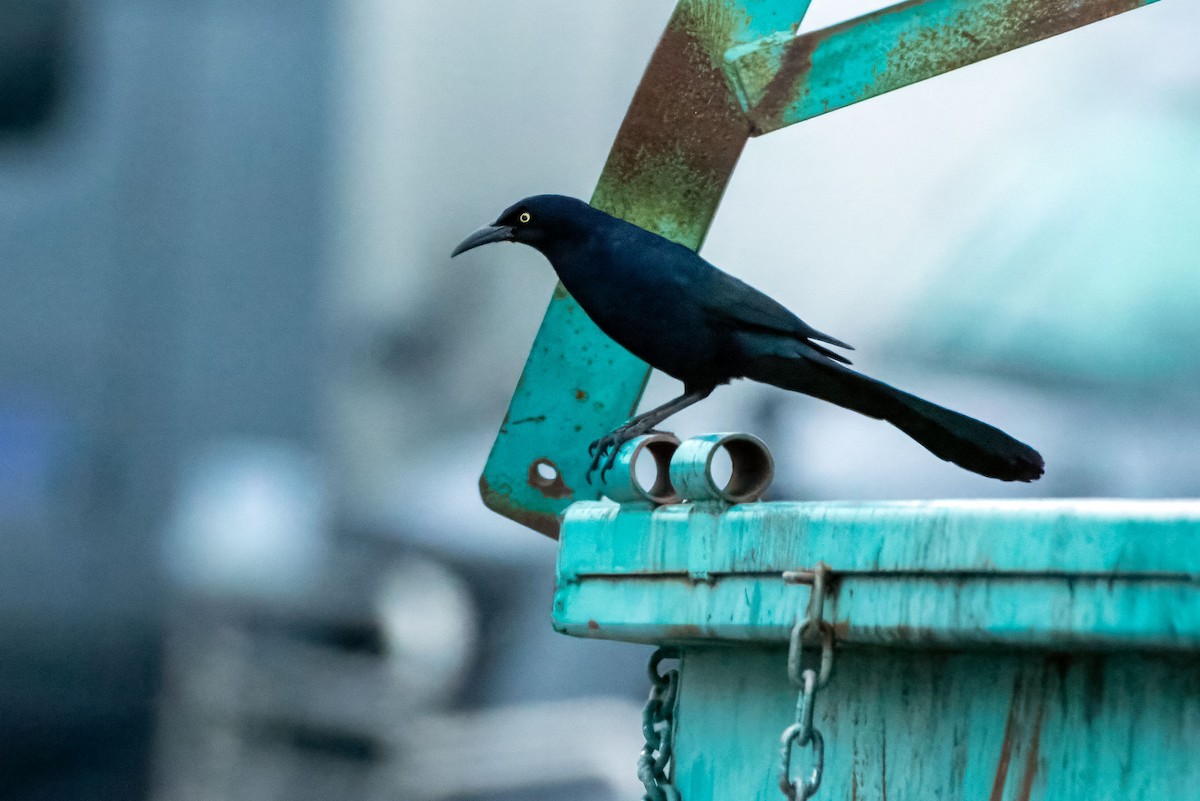 Great-tailed Grackle - ML649222805