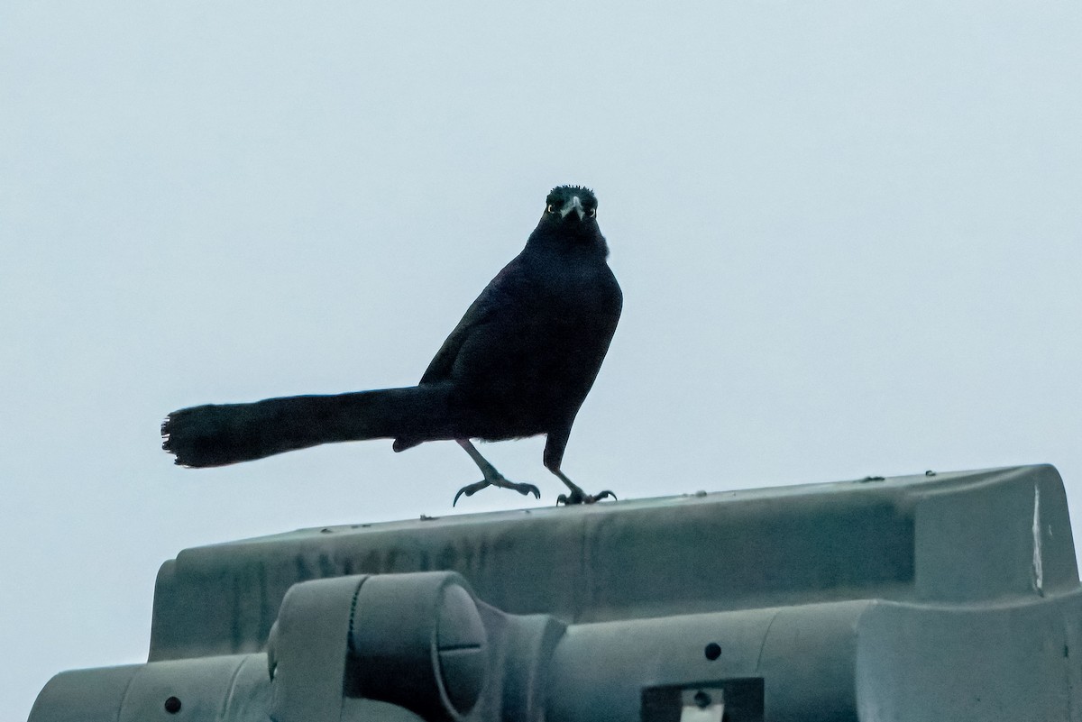 Great-tailed Grackle - ML649222806
