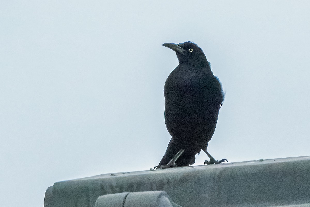 Great-tailed Grackle - ML649222807