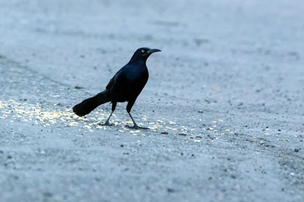 Great-tailed Grackle - ML649222808