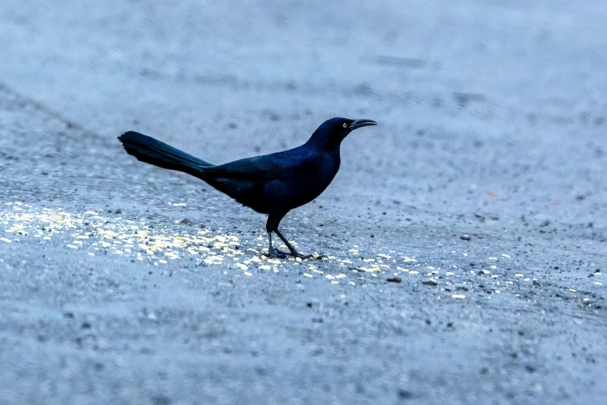 Great-tailed Grackle - ML649222809