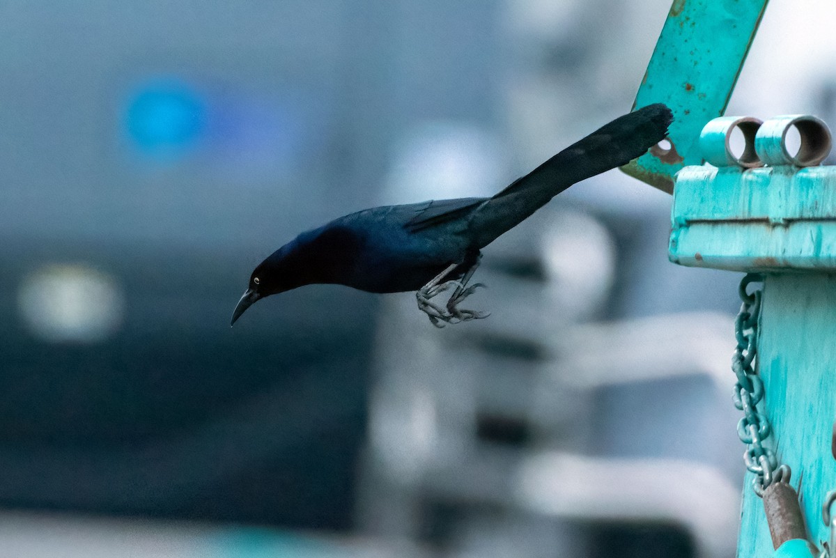 Great-tailed Grackle - ML649222810
