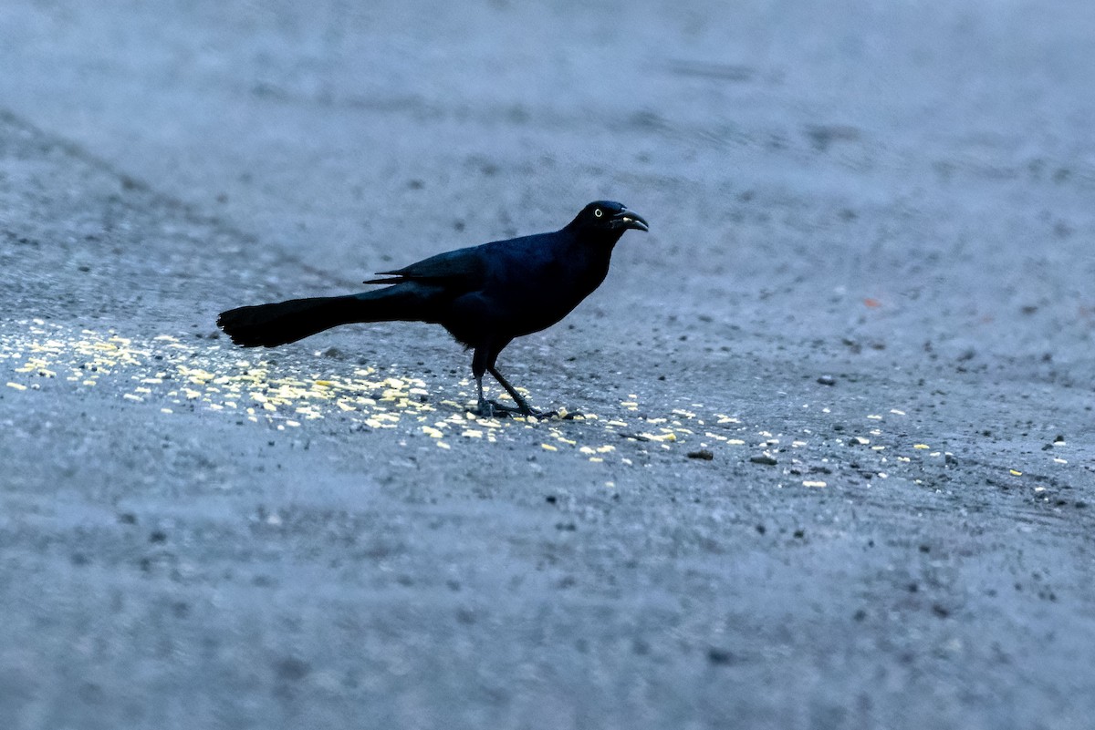 Great-tailed Grackle - ML649222811