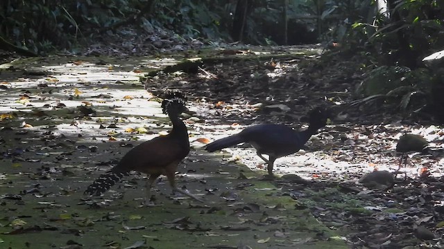 hoko proměnlivý - ML649222883