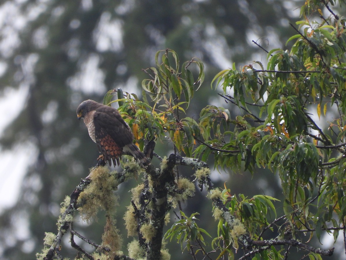Buse à gros bec - ML649222971