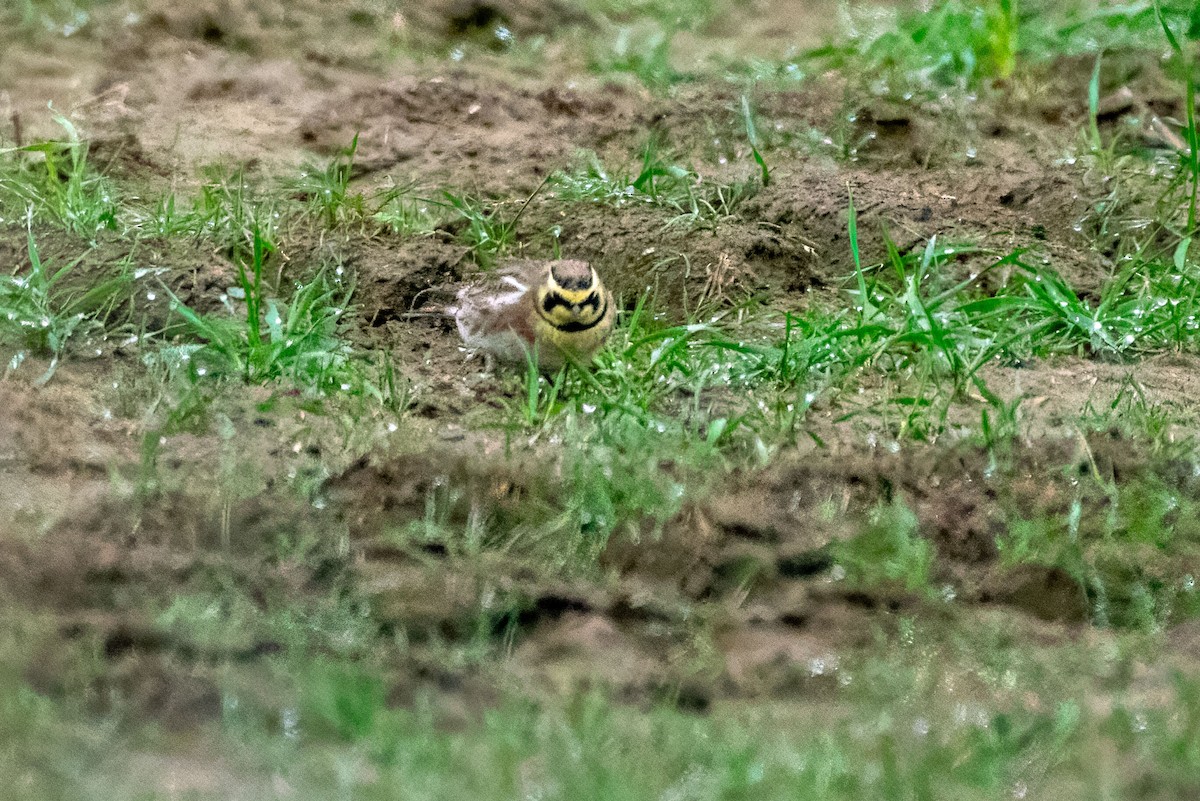 Horned Lark - ML649223032