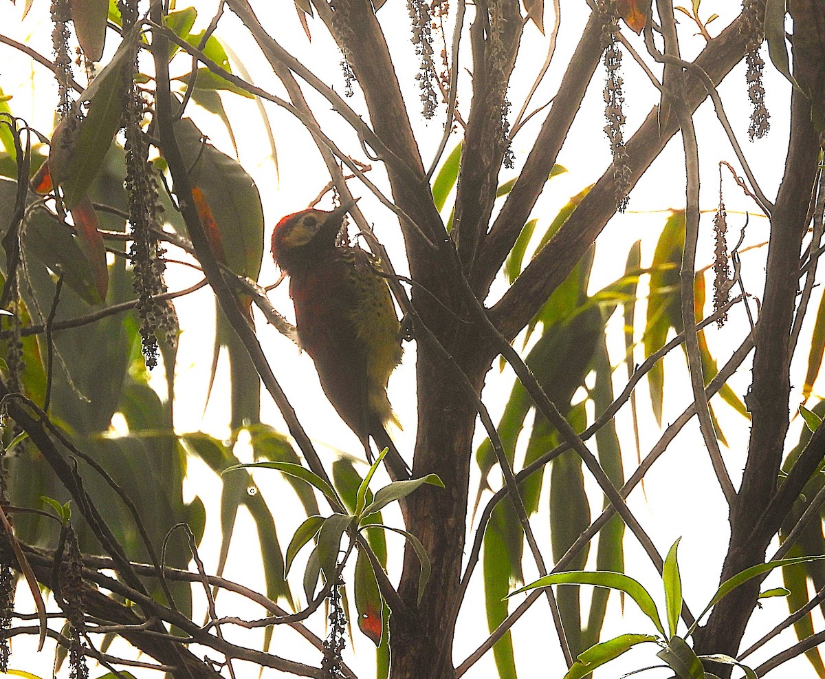 Pic de Rivoli - ML649223049