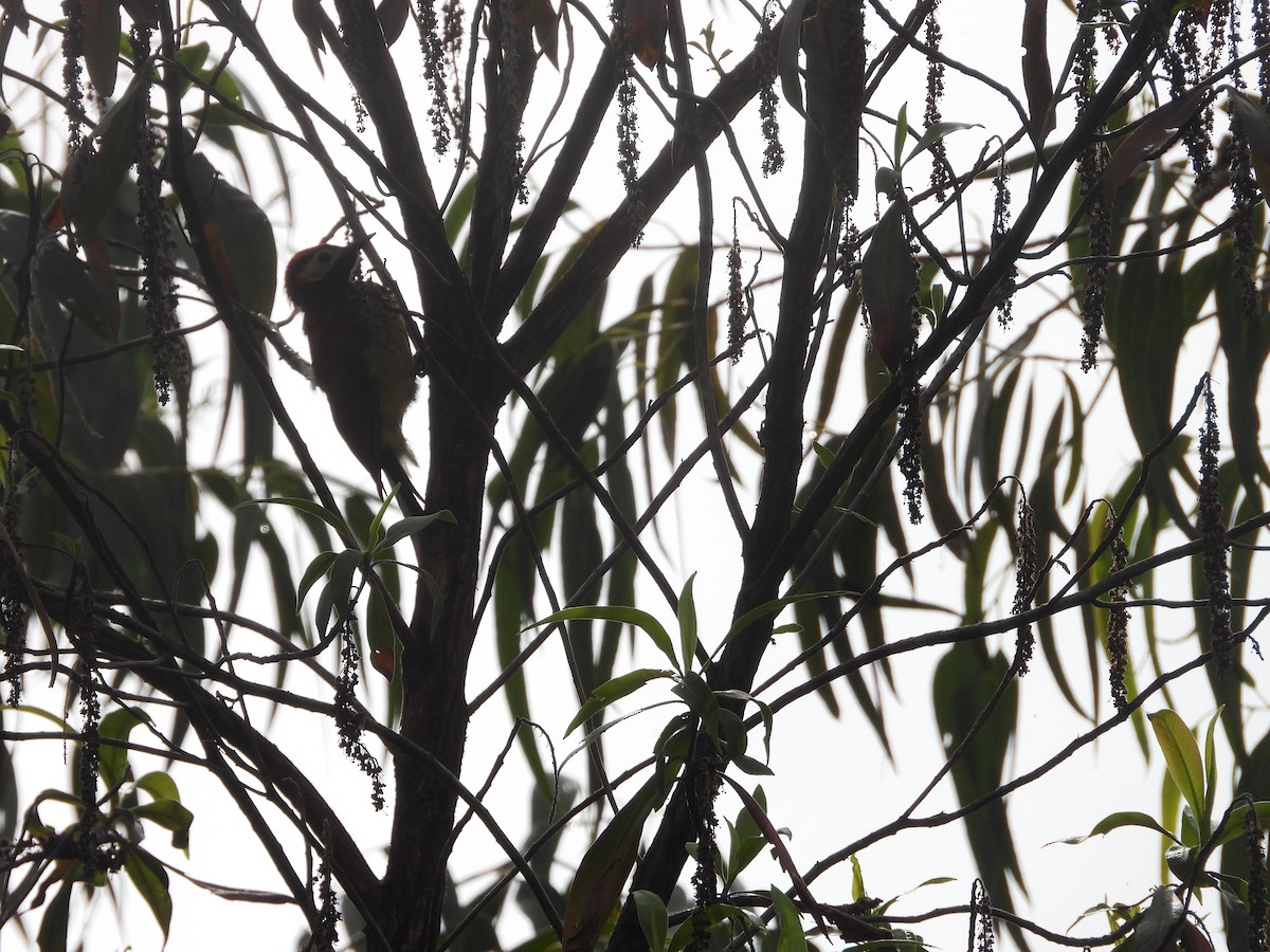 Pic de Rivoli - ML649223050