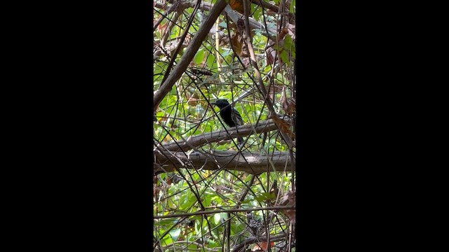 Black-backed Antshrike - ML649223091