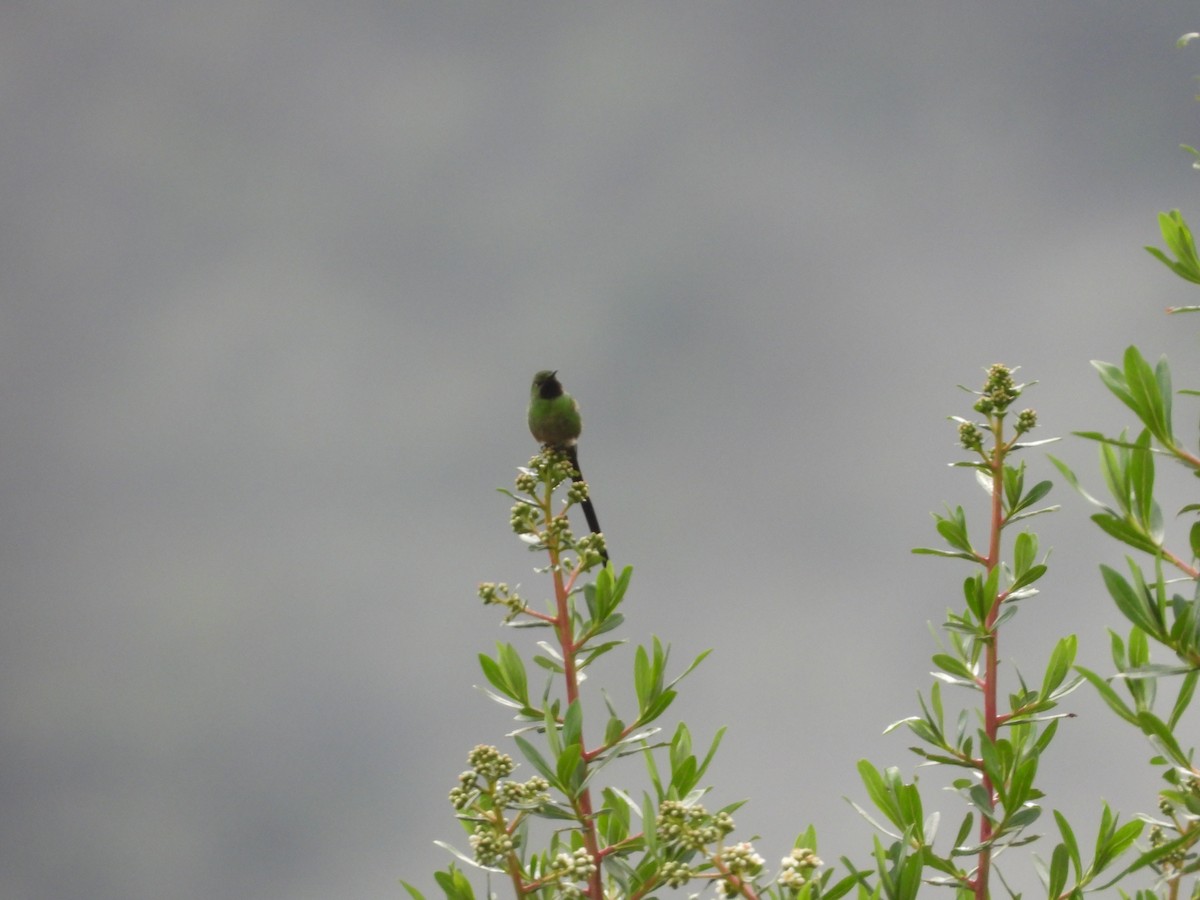 Porte-traîne lesbie - ML649223143