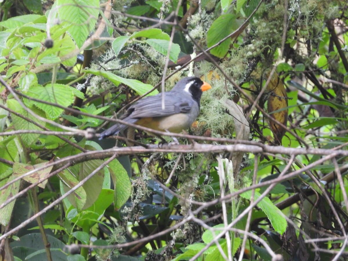 Saltator à bec orange - ML649223167