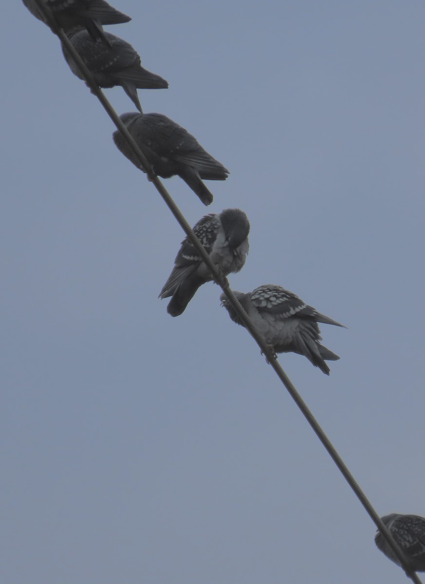 eBird Checklist - 17 Jan 2026 - Olympia Drive Ponds - 23 species