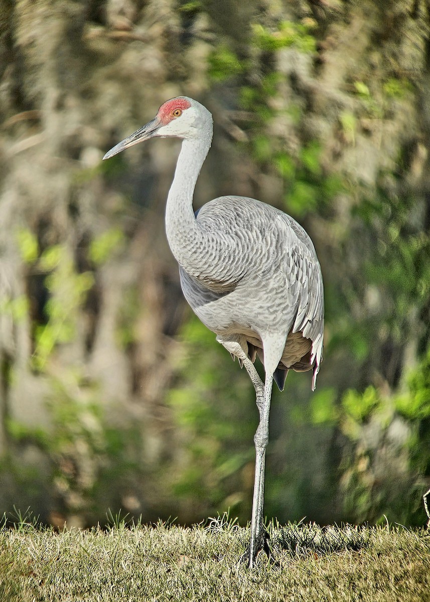 カナダヅル - ML649224461