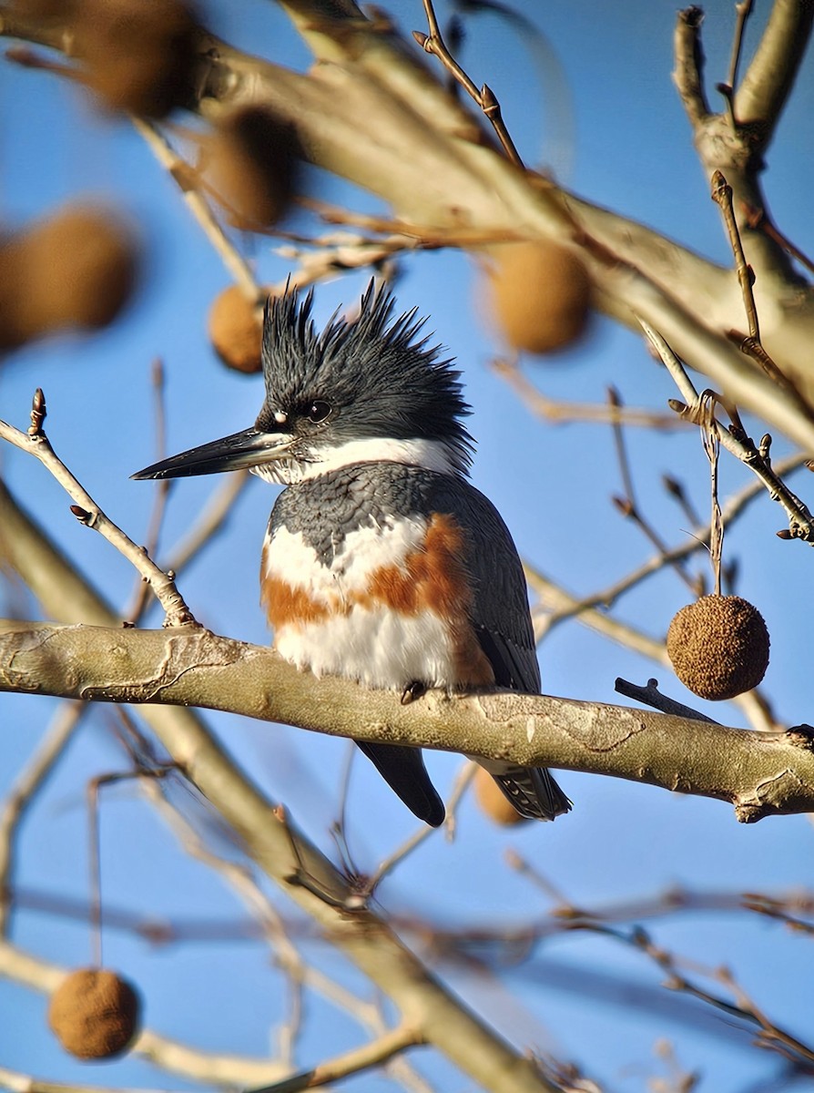 アメリカヤマセミ - ML649224480