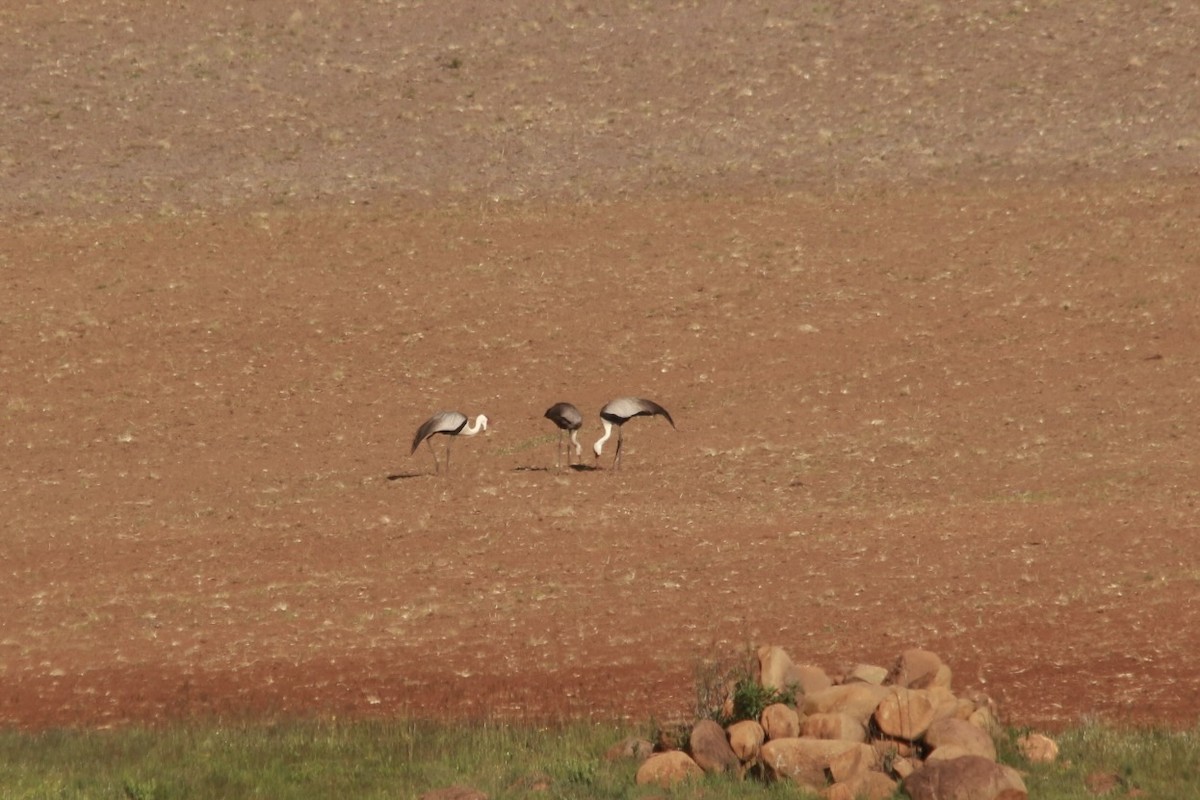 ホオカザリヅル - ML649224497