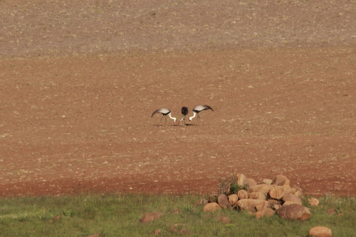 ホオカザリヅル - ML649224498