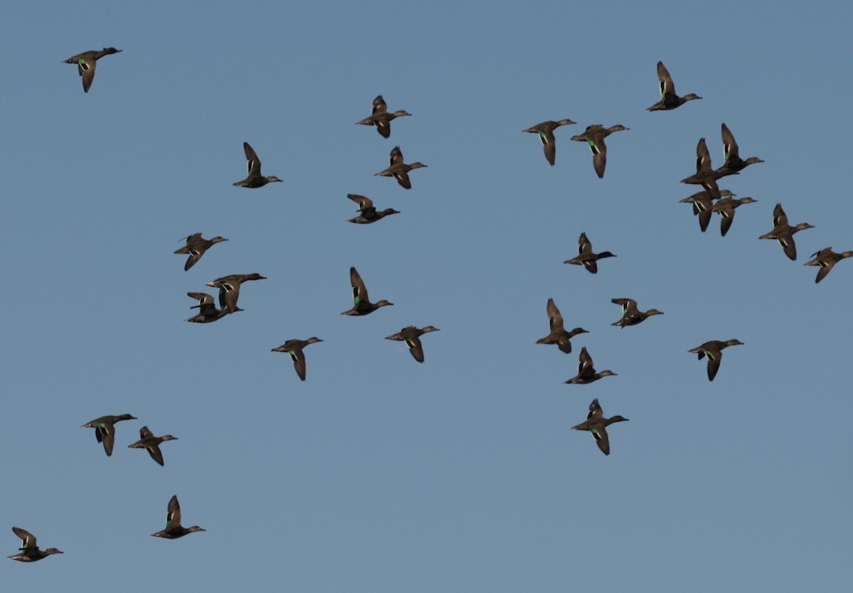 שרשיר - ML649224854