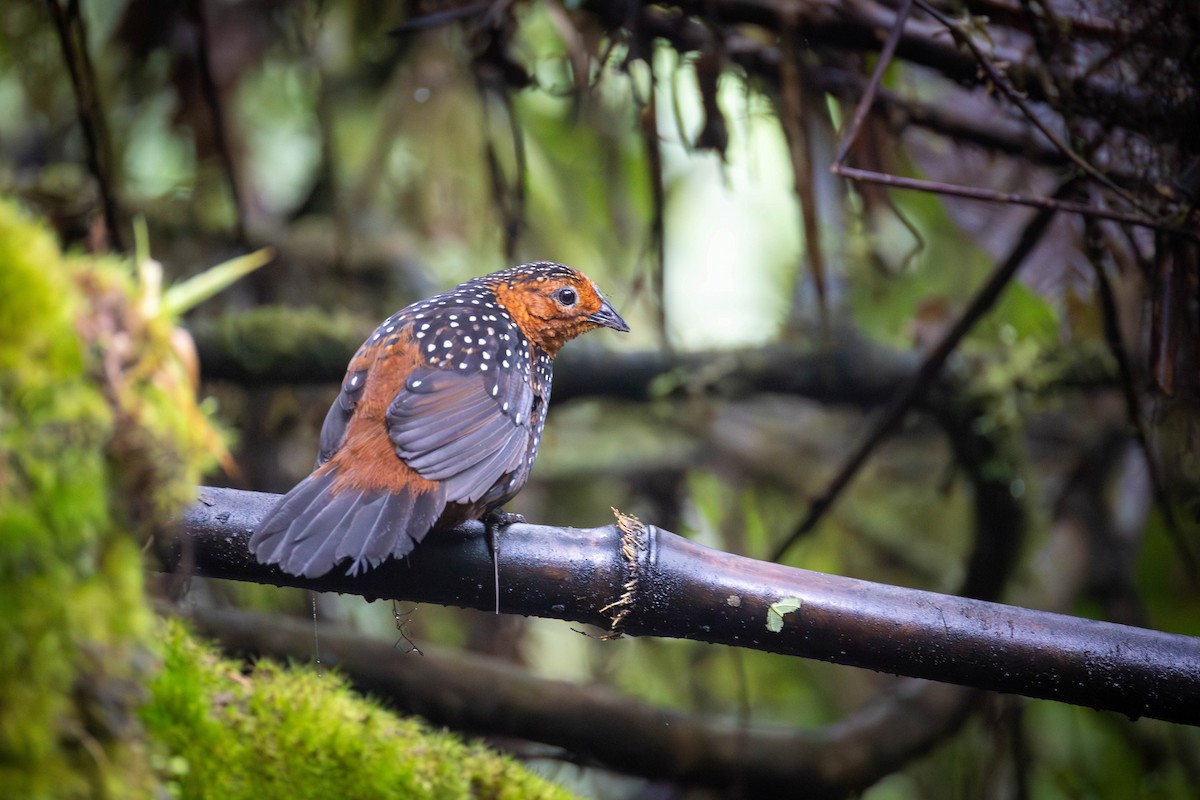 Тапакуло цяткований - ML649224860