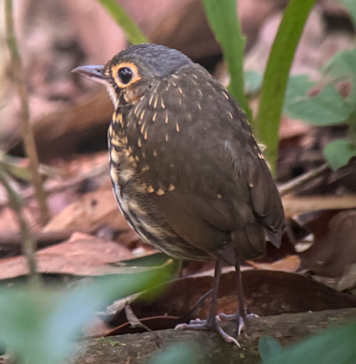 Очковый торорой (perspicillatus) - ML649225225