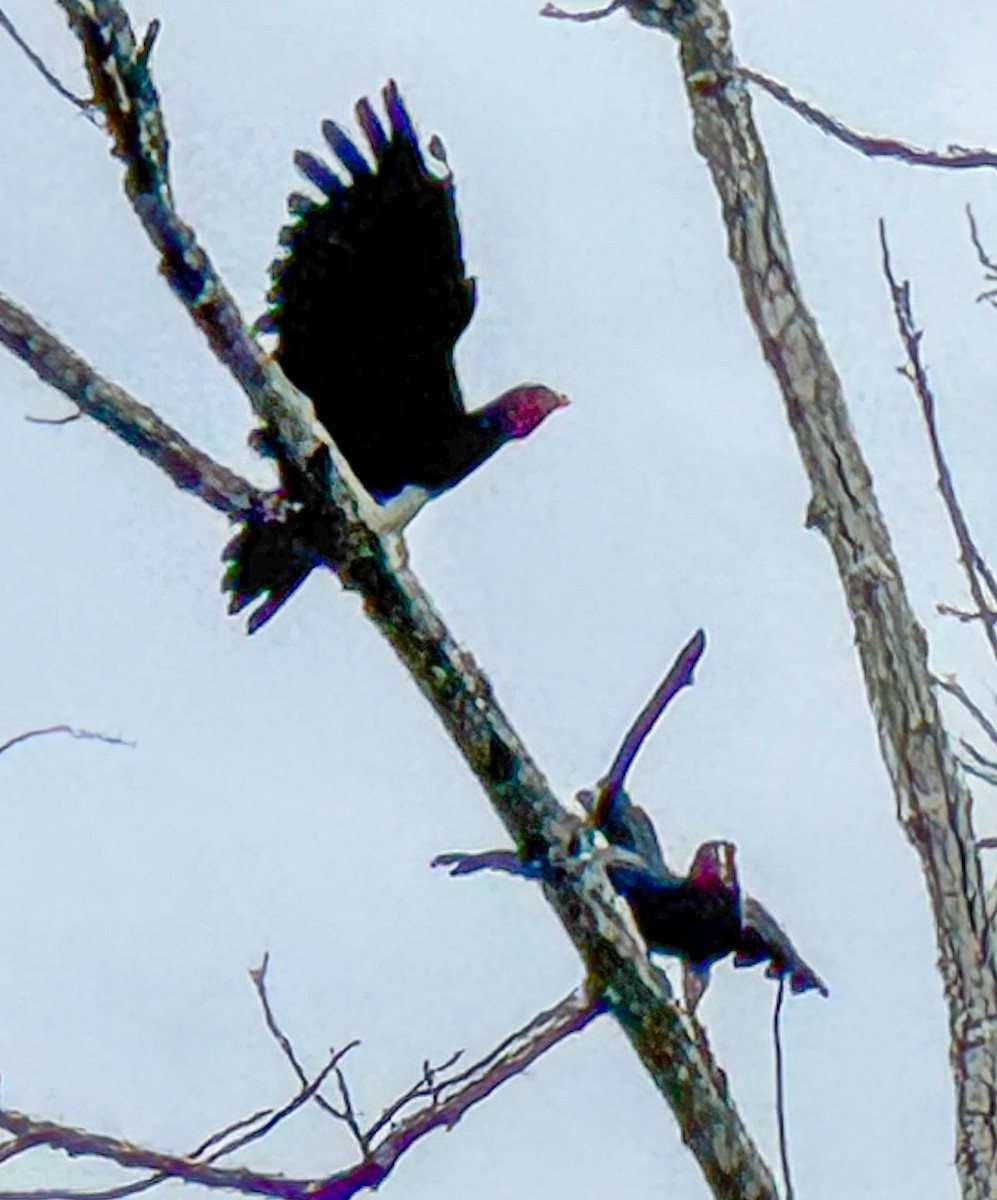 Красногорлая каракара - ML649225307