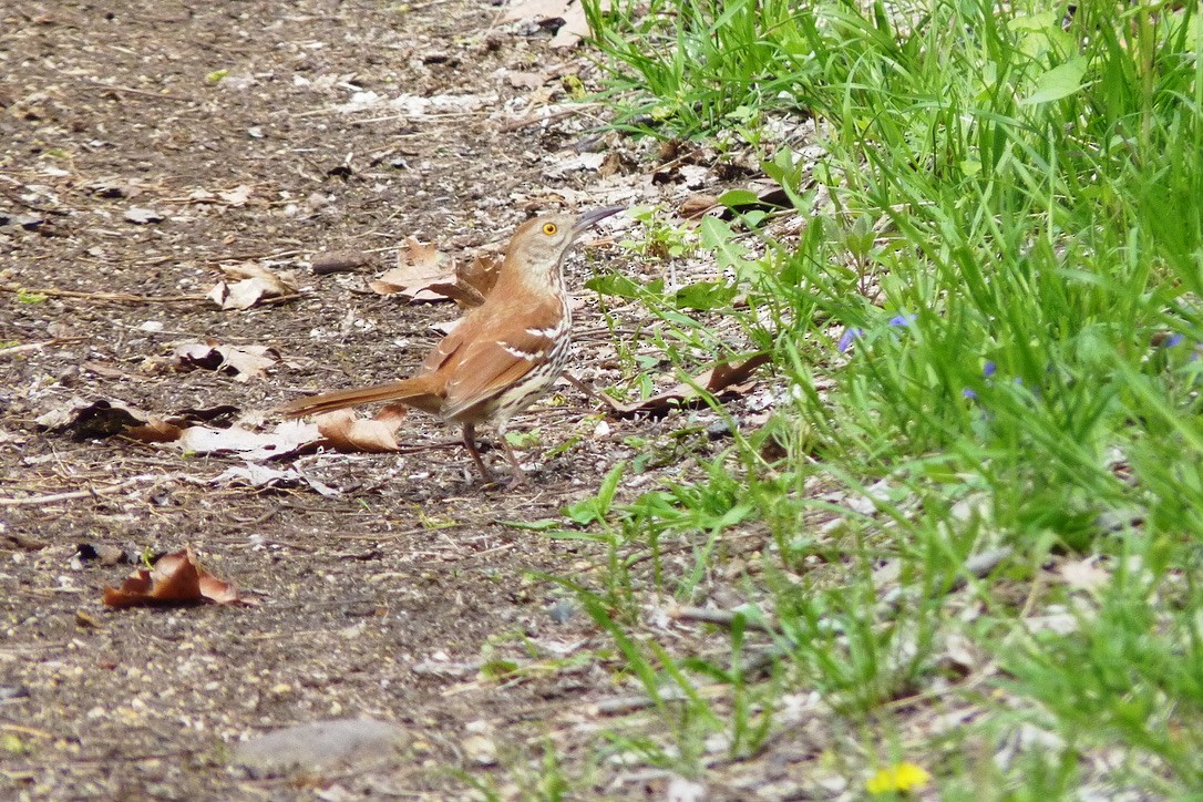 Moqueur roux - ML649225319