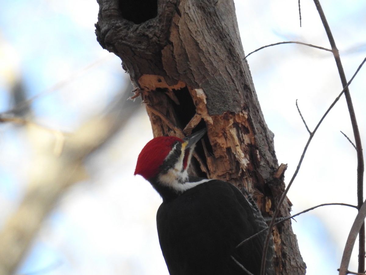 Pileated Woodpecker - ML649225349