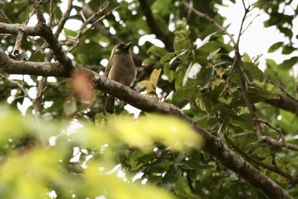 Green Barbet - ML649225365