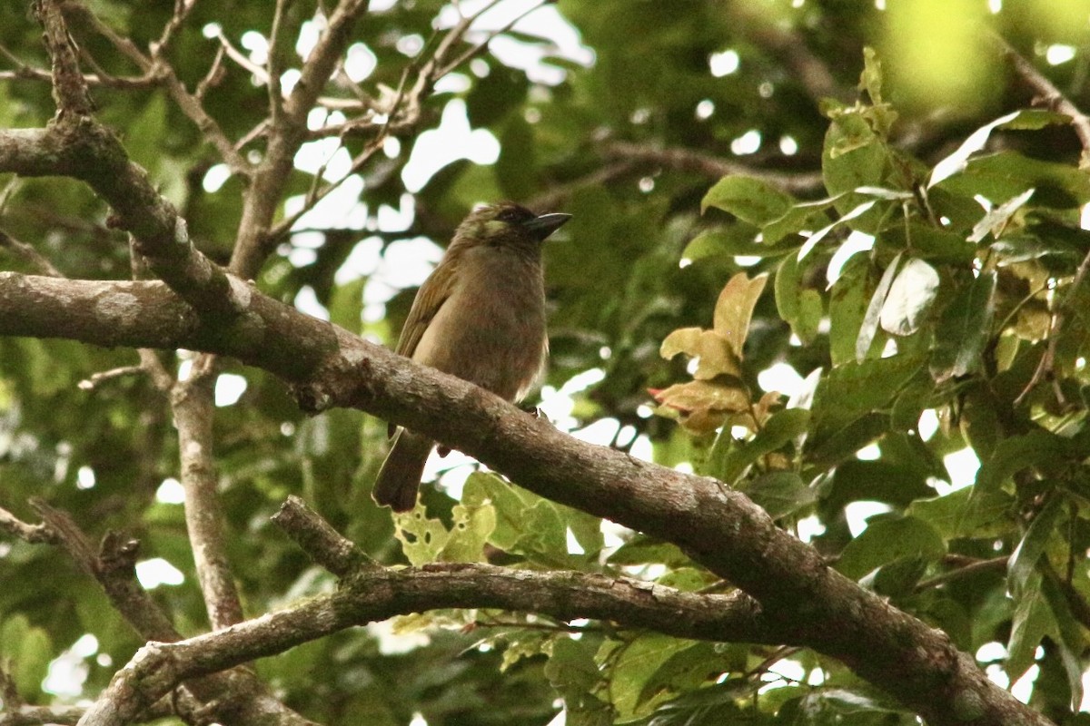 Green Barbet - ML649225366