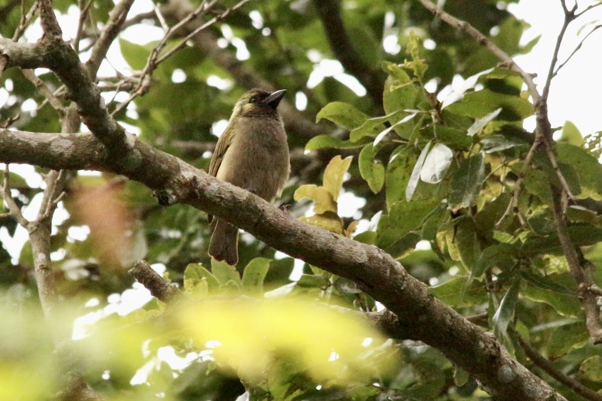 Green Barbet - ML649225367