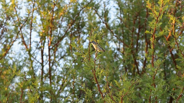 Yellow-fronted Tinkerbird - ML649225453