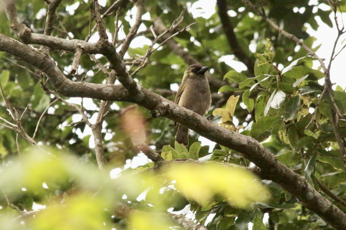 Green Barbet - ML649225480