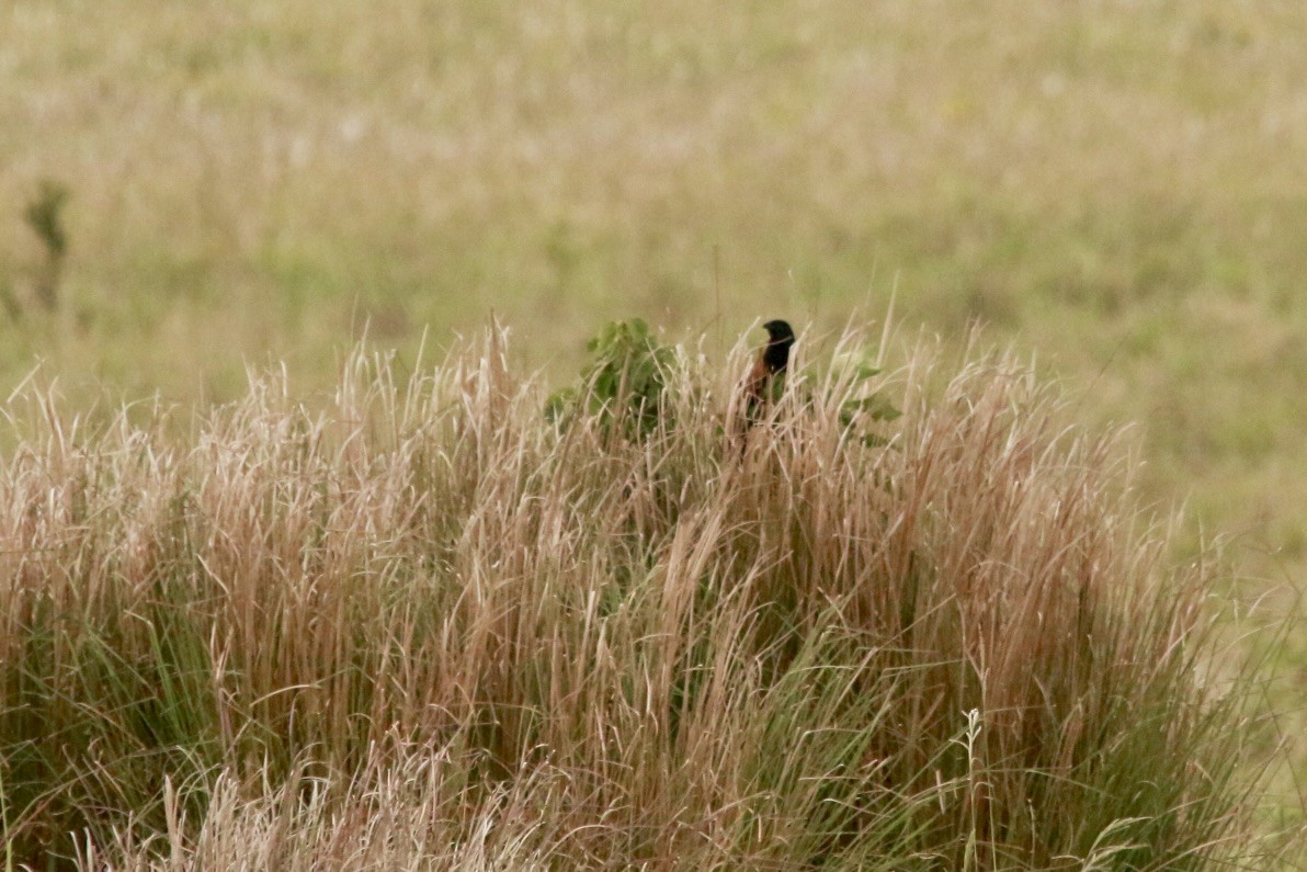 Black Coucal - ML649225557