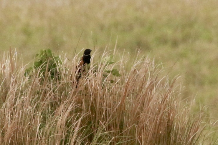 Black Coucal - ML649225558