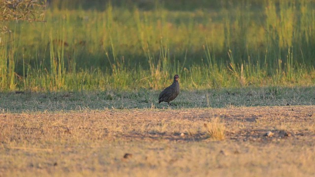 Swainson's Spurfowl - ML649226310