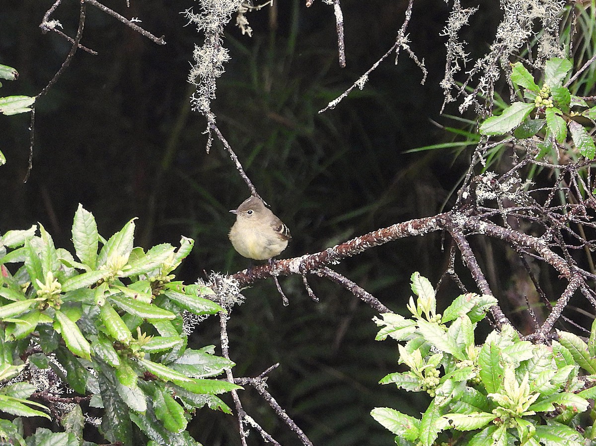 Élénie à cimier blanc - ML649226334