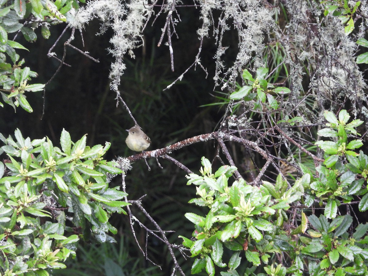 Élénie à cimier blanc - ML649226335