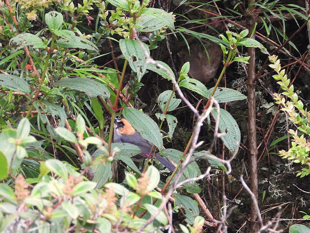 Tohi à face noire - ML649226397