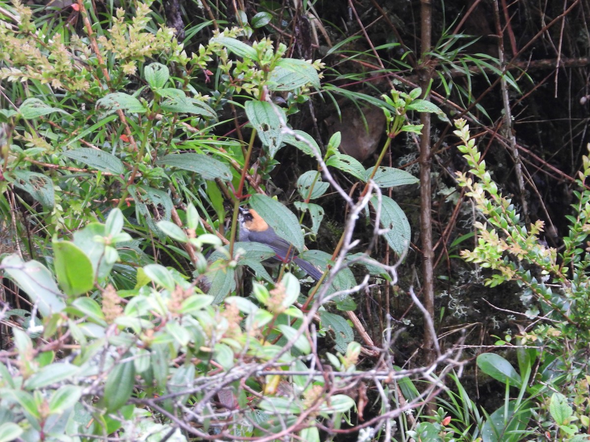 Tohi à face noire - ML649226398