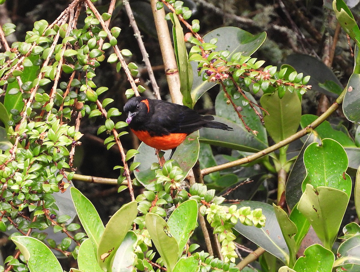 Tangara à ventre rouge - ML649226414